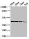 Beta-actin-1 antibody, orb53559, Biorbyt, Western Blot image 