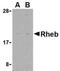Ras Homolog, MTORC1 Binding antibody, NBP1-76432, Novus Biologicals, Western Blot image 