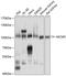 Minichromosome Maintenance Complex Component 5 antibody, 15-036, ProSci, Western Blot image 