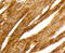 Protein Kinase C Alpha antibody, 13-914, ProSci, Immunohistochemistry paraffin image 