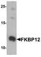 FKBP Prolyl Isomerase 1A antibody, A04492, Boster Biological Technology, Western Blot image 
