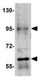 RUN And SH3 Domain Containing 1 antibody, GTX85244, GeneTex, Western Blot image 
