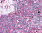 Leukocyte Specific Transcript 1 antibody, 51-561, ProSci, Immunohistochemistry frozen image 
