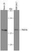 Canopy FGF Signaling Regulator 3 antibody, AF4429, R&D Systems, Western Blot image 