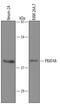 Canopy FGF Signaling Regulator 3 antibody, AF4429, R&D Systems, Western Blot image 