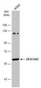 Zinc Finger With KRAB And SCAN Domains 3 antibody, GTX106039, GeneTex, Western Blot image 