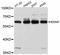 Endothelial Cell Adhesion Molecule antibody, abx125826, Abbexa, Western Blot image 