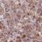 Phosphodiesterase 4A antibody, HPA043310, Atlas Antibodies, Immunohistochemistry frozen image 