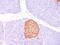 Chromogranin A antibody, 33-330, ProSci, Immunofluorescence image 