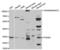 Tryptase Alpha/Beta 1 antibody, abx001641, Abbexa, Western Blot image 