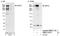 HECT And RLD Domain Containing E3 Ubiquitin Protein Ligase 2 antibody, NBP1-05970, Novus Biologicals, Immunoprecipitation image 