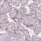 Keratin Associated Protein 2-4 antibody, NBP2-57069, Novus Biologicals, Immunohistochemistry frozen image 