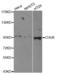 Component Of Inhibitor Of Nuclear Factor Kappa B Kinase Complex antibody, A2062, ABclonal Technology, Western Blot image 