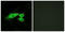 Mas-related G-protein coupled receptor MRG antibody, LS-C120737, Lifespan Biosciences, Immunofluorescence image 