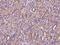 Cysteine Sulfinic Acid Decarboxylase antibody, 200995-T08, Sino Biological, Immunohistochemistry paraffin image 