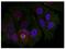 Myocyte Enhancer Factor 2A antibody, AP09461PU-N, Origene, Immunofluorescence image 