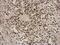 Zinc Finger Protein 124 antibody, NBP2-20961, Novus Biologicals, Immunohistochemistry frozen image 