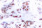 Myocyte Enhancer Factor 2A antibody, LS-C176115, Lifespan Biosciences, Immunohistochemistry paraffin image 