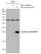 Ras antibody, PA5-78084, Invitrogen Antibodies, Western Blot image 