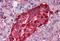 Transthyretin antibody, MBS242127, MyBioSource, Immunohistochemistry frozen image 