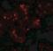 Tweety Family Member 2 antibody, NBP2-41177, Novus Biologicals, Immunofluorescence image 