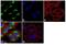 Protein Disulfide Isomerase Family A Member 6 antibody, GTX11432, GeneTex, Immunofluorescence image 