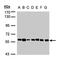 Tubby-related protein 1 antibody, NBP1-31401, Novus Biologicals, Western Blot image 
