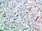 Tetraspanin 7 antibody, GTX34283, GeneTex, Immunohistochemistry paraffin image 