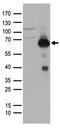 RUNX Family Transcription Factor 2 antibody, TA890027, Origene, Western Blot image 