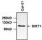Sirtuin 1 antibody, MA5-15677, Invitrogen Antibodies, Western Blot image 