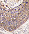 Frataxin antibody, abx032827, Abbexa, Immunohistochemistry frozen image 