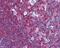 Nuclear Factor Kappa B Subunit 1 antibody, 48-819, ProSci, Immunohistochemistry frozen image 