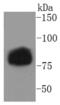 Lipase E, Hormone Sensitive Type antibody, NBP2-67655, Novus Biologicals, Western Blot image 