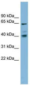 Transmembrane 9 Superfamily Member 4 antibody, TA341953, Origene, Western Blot image 