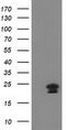 Heart And Neural Crest Derivatives Expressed 1 antibody, TA502671, Origene, Western Blot image 