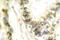 Thyroid Hormone Receptor Alpha antibody, LS-C176245, Lifespan Biosciences, Immunohistochemistry frozen image 