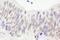 Nibrin antibody, NB100-60654, Novus Biologicals, Immunohistochemistry frozen image 