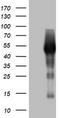 Spermatogenesis Associated 2 Like antibody, LS-C336533, Lifespan Biosciences, Western Blot image 