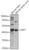 Fizzy And Cell Division Cycle 20 Related 1 antibody, A03219, Boster Biological Technology, Western Blot image 