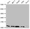 Thioredoxin antibody, CSB-RA977675A0HU, Cusabio, Western Blot image 