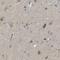 EDL antibody, NBP1-84898, Novus Biologicals, Immunohistochemistry frozen image 