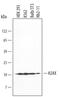 H2A Histone Family Member X antibody, MAB3406, R&D Systems, Western Blot image 