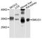 Single-strand selective monofunctional uracil DNA glycosylase antibody, orb373073, Biorbyt, Western Blot image 