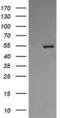 Protein Disulfide Isomerase Family A Member 3 antibody, MA5-26027, Invitrogen Antibodies, Western Blot image 