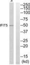 Interferon Induced Protein With Tetratricopeptide Repeats 5 antibody, PA5-39585, Invitrogen Antibodies, Western Blot image 