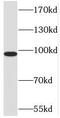 Matrin 3 antibody, FNab05030, FineTest, Western Blot image 