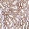Zinc Finger Protein 211 antibody, HPA011340, Atlas Antibodies, Immunohistochemistry frozen image 