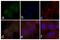 Signal Transducer And Activator Of Transcription 1 antibody, 710078, Invitrogen Antibodies, Immunofluorescence image 