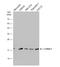 Cofilin 1 antibody, NBP2-42828, Novus Biologicals, Western Blot image 