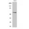 Docking Protein 3 antibody, LS-C383182, Lifespan Biosciences, Western Blot image 